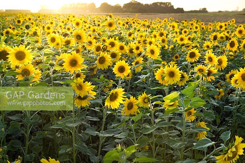 Field with crop of Helianthus annuus (sunflower)