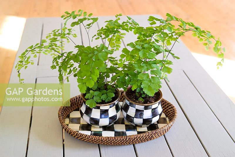 Adiantum raddianum 'Fragrans' (Maidenhair fern) planted in checker bowls