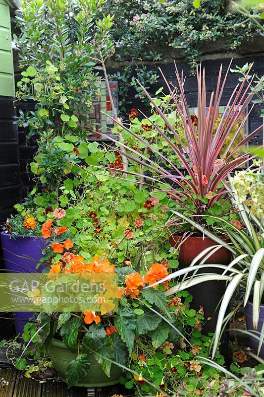Patio garden in autumn with planted containers