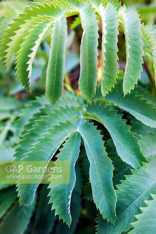 Melianthus major (Honey bush)