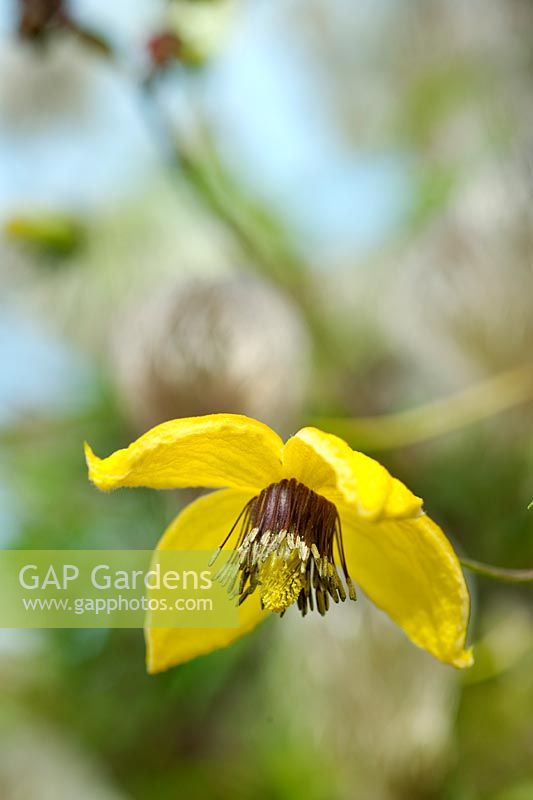 Clematis tangutica (Golden clematis) yellow flower