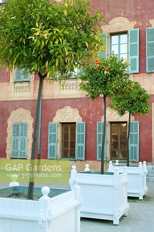 Standard orange (Citrus) trees, Versailles planters, Musee Matisse, Parc des Arenes de Cimiez, Nice, France