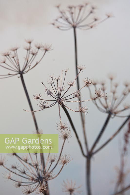 Anthriscus sylvestris (cow parsley) seed heads