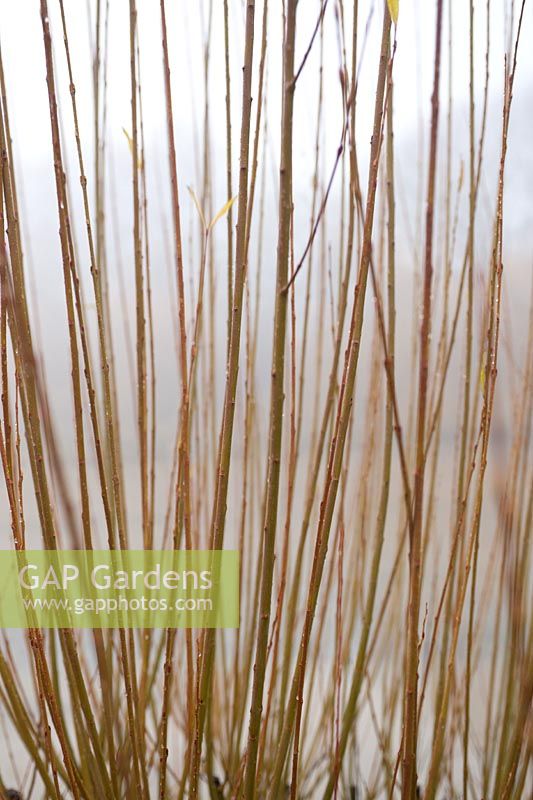 Salix sp (willow)