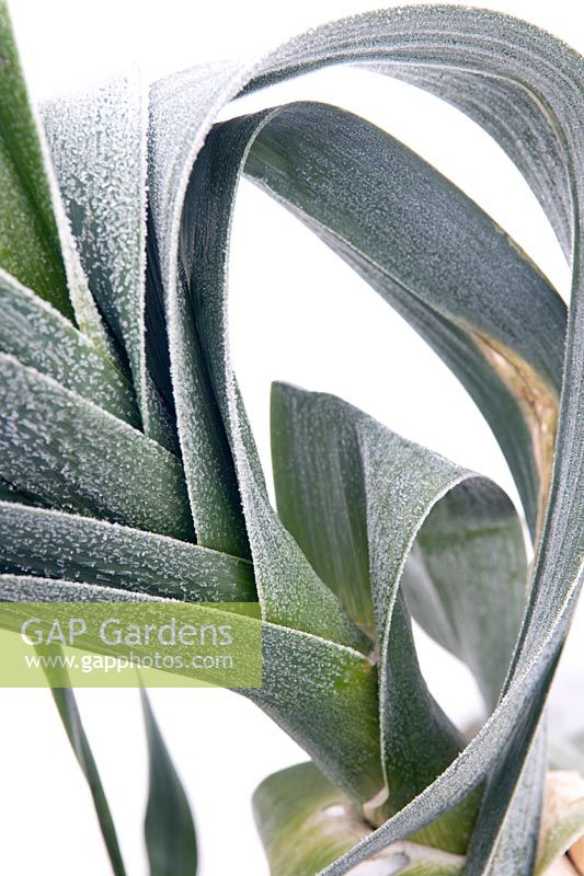 Close up of frosted Leek foliage in winter