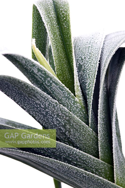 Close up of frosted Leek foliage in winter