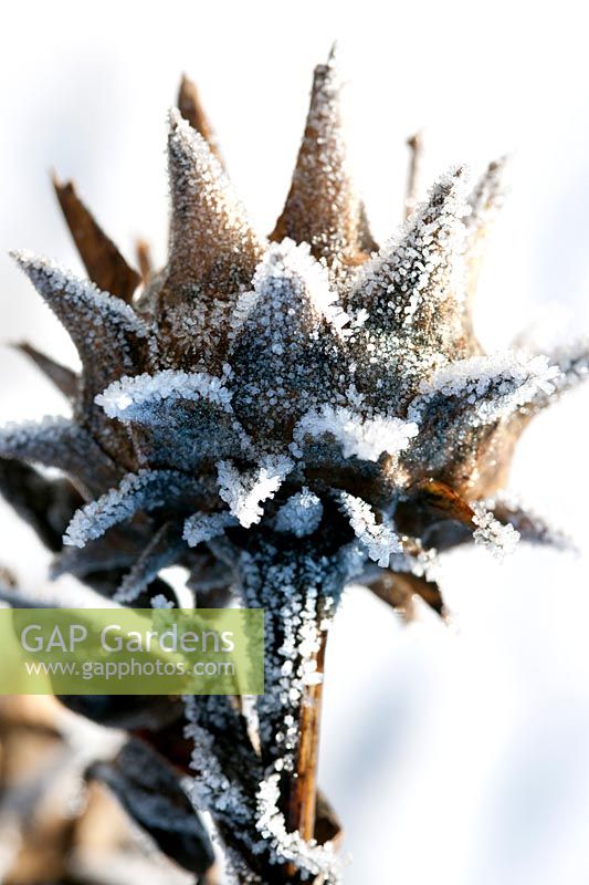 Cynara cardunculus (cardoon) seed head covered with a winter frost