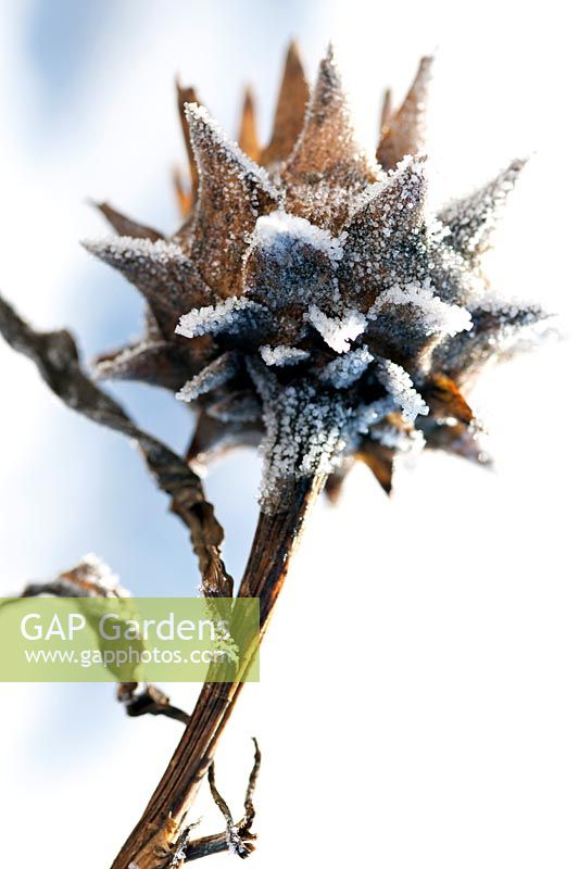 Cynara cardunculus (cardoon) seed head covered with a winter frost