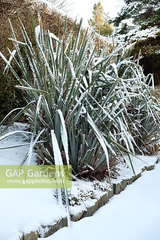 Phormium cv (New Zealand flax) covered with snow in winter