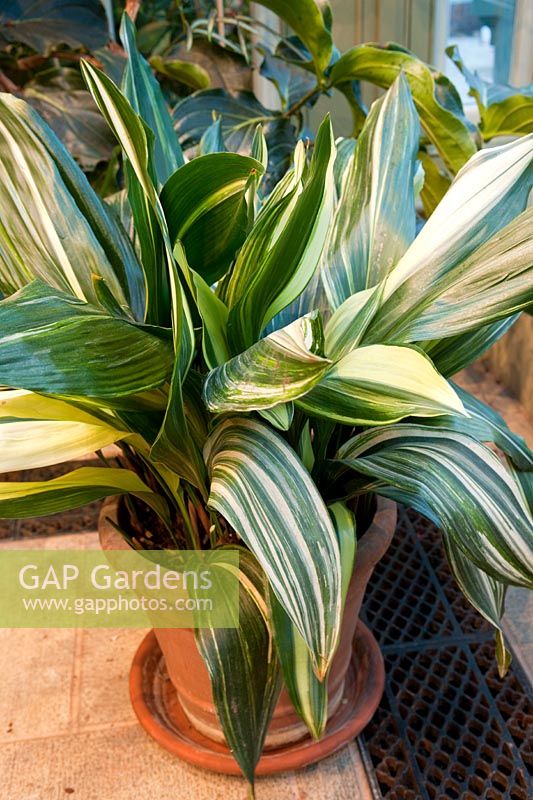 Aspidistra elatior 'Variegata' (Cast iron plant)