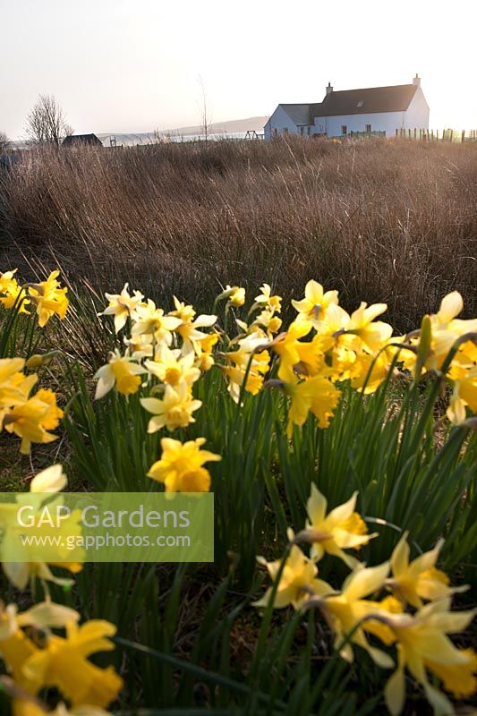 Croft 16 daffodil nursery, Poolewe, Wester Ross, Scotland