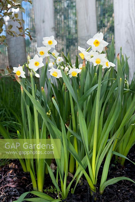 Clump of Narcissus 'Avalanche' (Div 8, Tazetta Hybrid daffodil) at Croft 16 daffodils, Wester Ross, Scotland