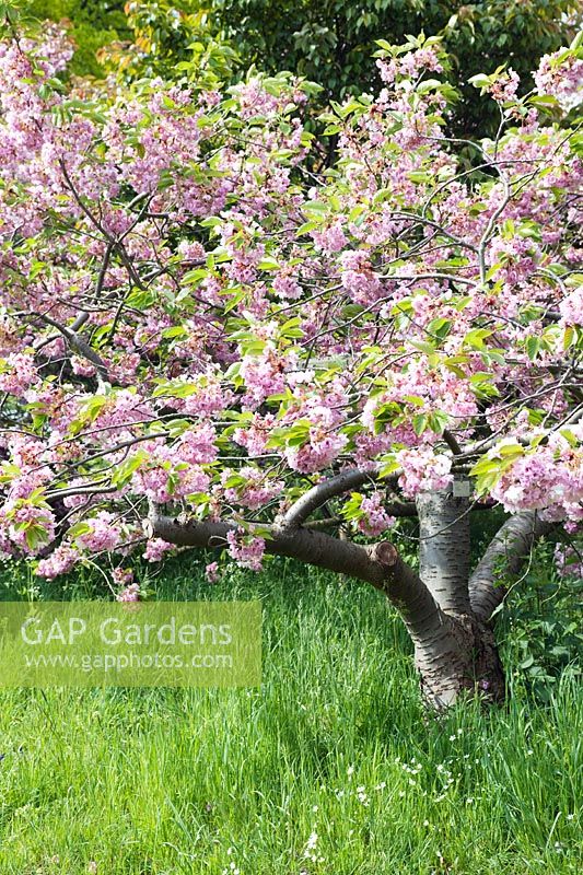 Prunus 'Oshokun' (Japanese flowering cherry) pink blossom