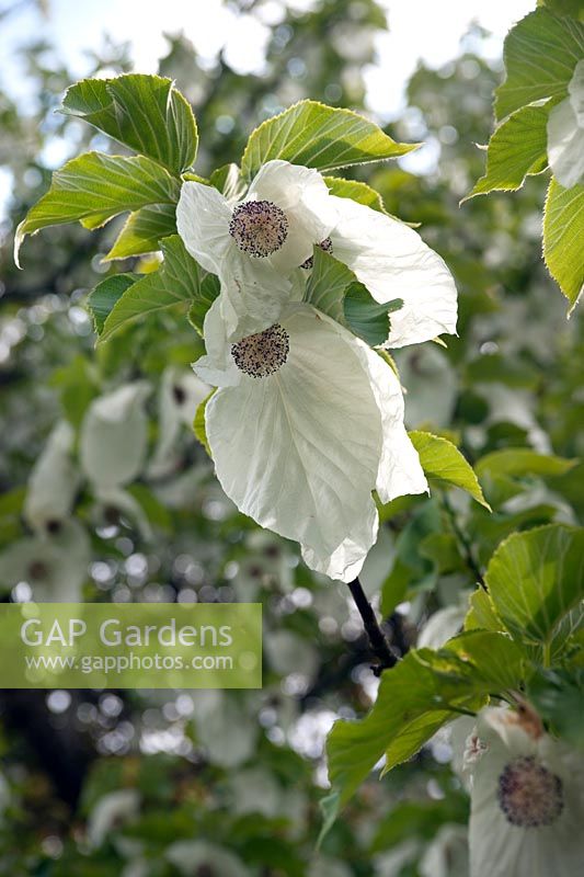 Davidia involucrata (Handkerchief tree)