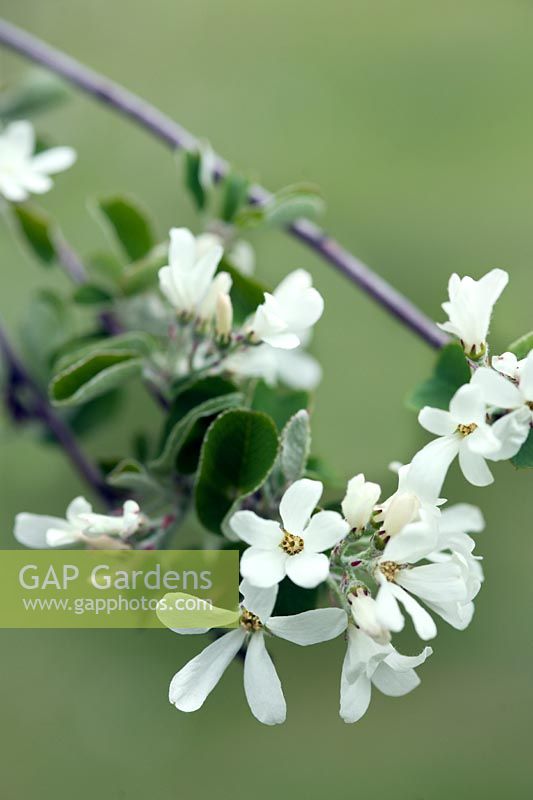 Amelanchier rotundifolia (Snowy mespilus) blossom