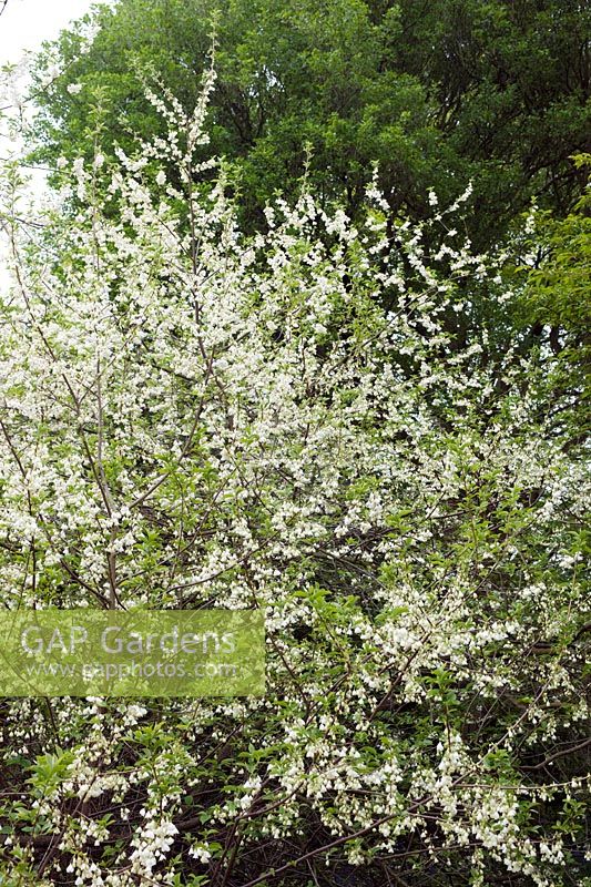 Halesia tetraptera (Snowdrop shrub) blossom