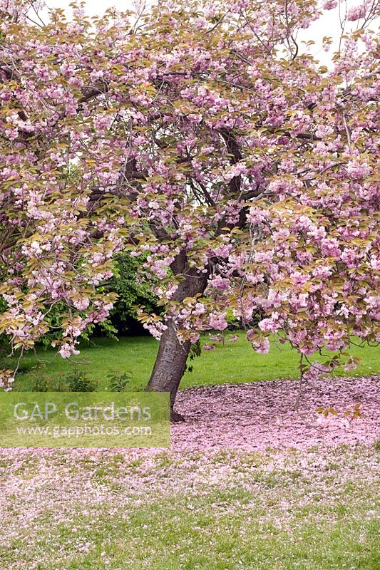 Prunus 'Kanzan' (cherry 'Kanzan') blossom (syn. Prunus serrulata 'Kanzan' and Prunus 'Sekiyama')