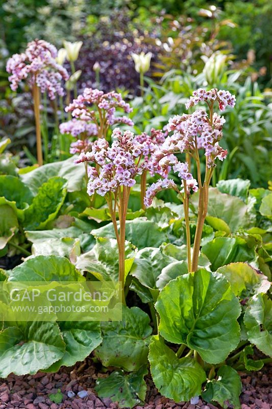 Bergenia cordifolia (heart-leaf bergenia)