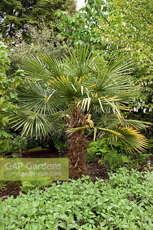 Trachycarpus fortunei (Chusan palm, Windill palm)