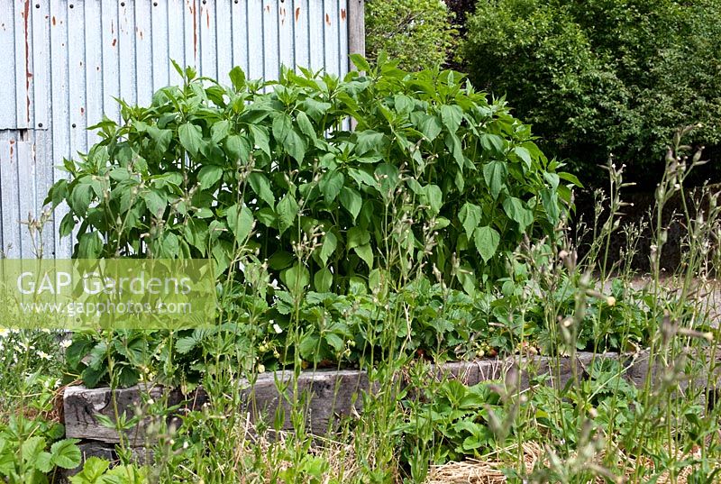 Raised vegetable bed with 'Boston Red' artichokes