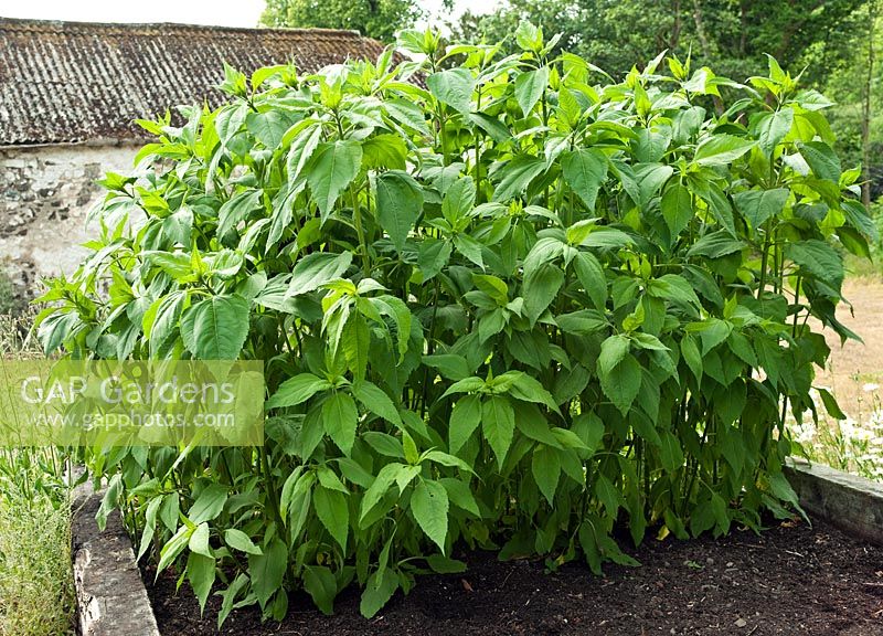 Crop of 'Boston Red' artichokes in raised bed for screening wind