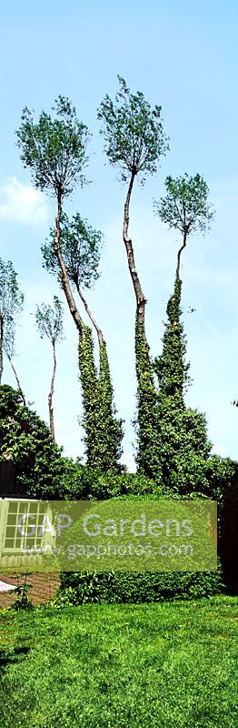 Shaped trees at the garden of Sven Ingvar Anderssen Sweden