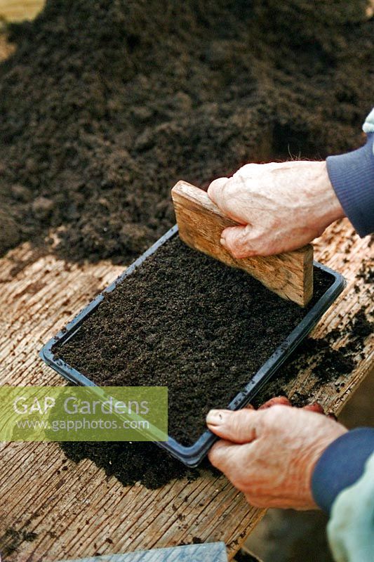 Making furrows for sowing Tomato seeds in compost tray