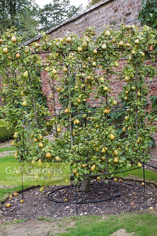 Pear 'Doyenne du Comice' (Pyrus communis 'Doyenne du Comice') growing in the Walled Garden at West Dean, West Sussex, England