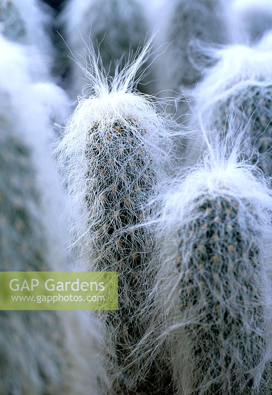 Cephalocereus senilis ( Old Man Cactus or Old Man of Mexico) Very rare endangered cactus