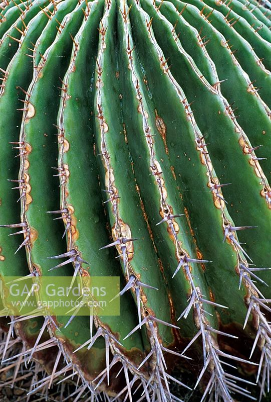 Echinocactus ingens Large Barrel Cactus
