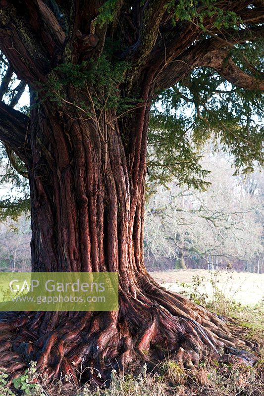 Old yew tree (Taxus baccata) at Birr Castle Estates, Co. Offaly, Ireland