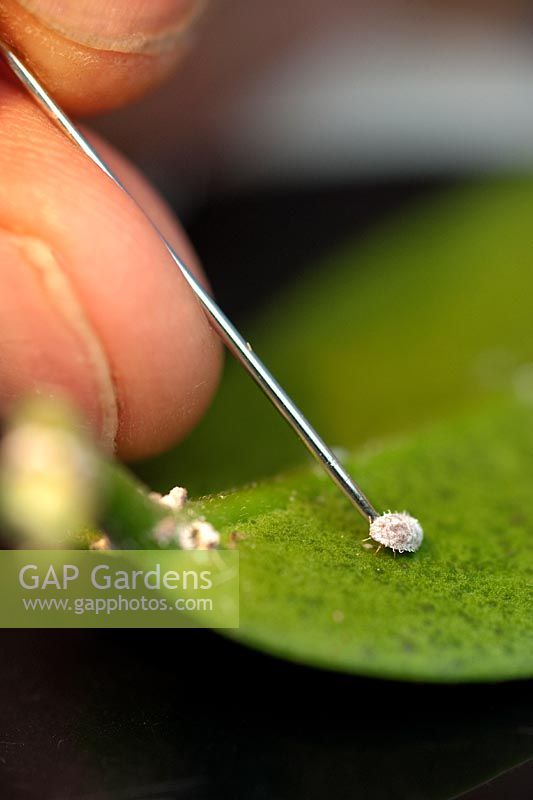 Gardener identifying a mealybug on Hoya leaf