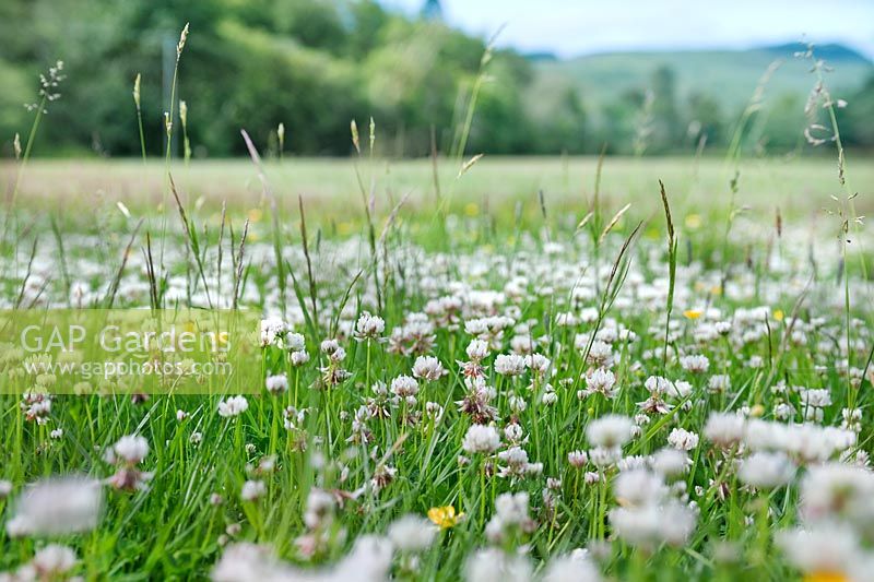 Meadow of Trifolium repens (White clover)