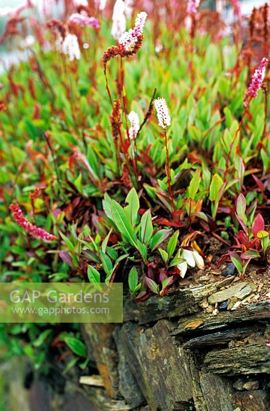 Persicaria affinis