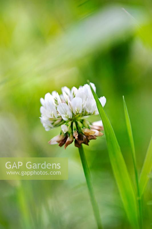 Trifolium repens (White clover)