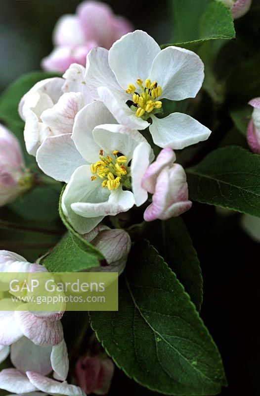 Malus John Downie blossom close up