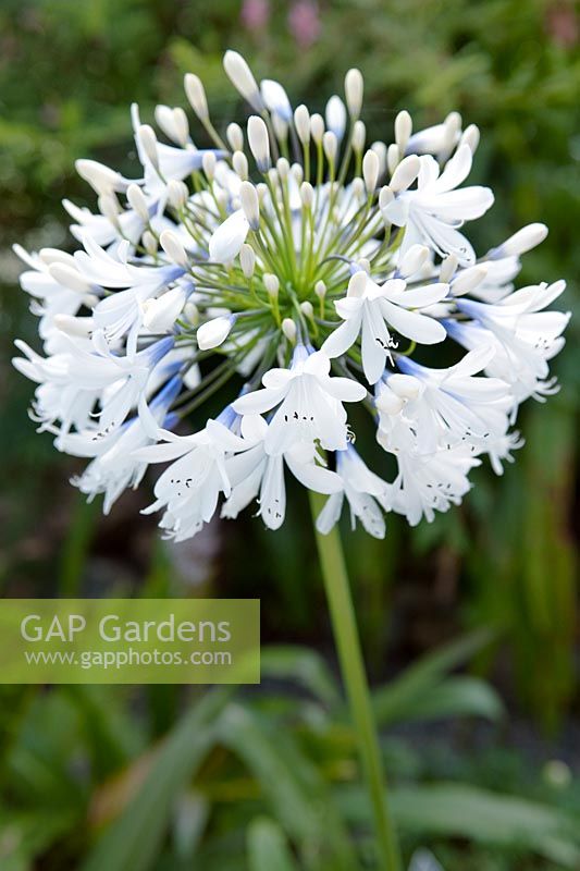 Agapanthus 'Queen Elizabeth the Queen Mother' or Agapanthus 'Queen Mum'