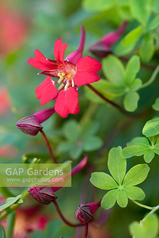 Tropaeolum speciosum (flame nasturtium, flame flower, Scottish flame flower)