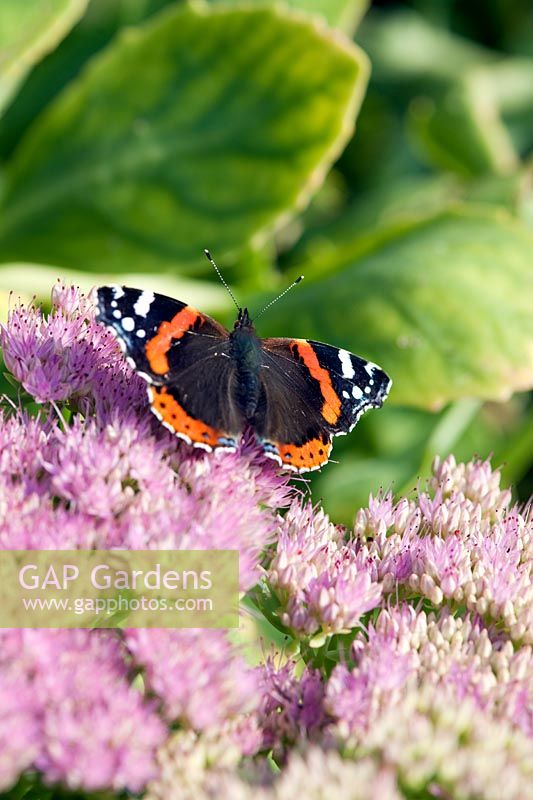 Sedum spectabile (ice plant) with Red admiral male (Vanessa atalanta) butterfly