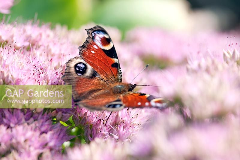 Sedum spectabile (ice plant) with Peacock (Inachis io) butterfly
