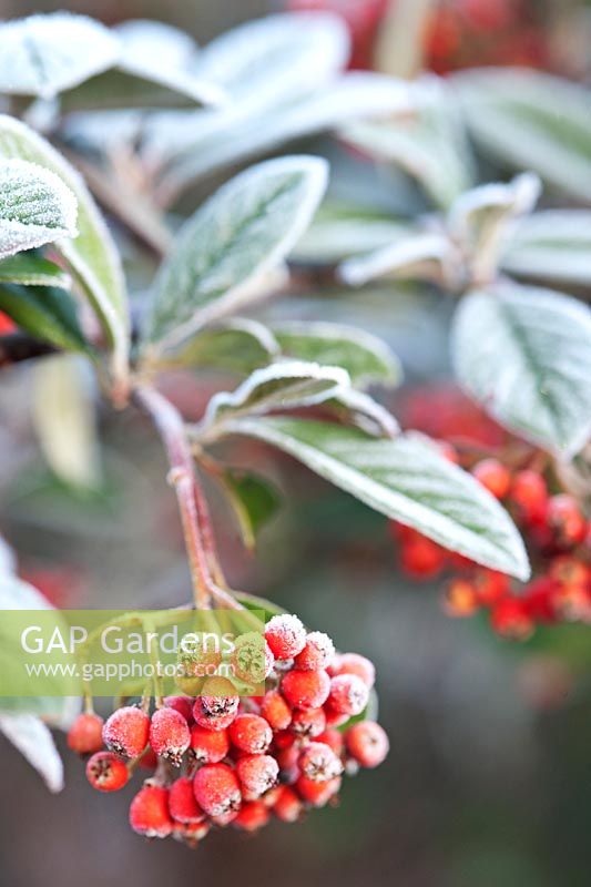 Cotoneaster lacteus frosted berries and foliage