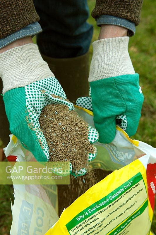 Gardener taking a handful of lawn weed and feed granules
