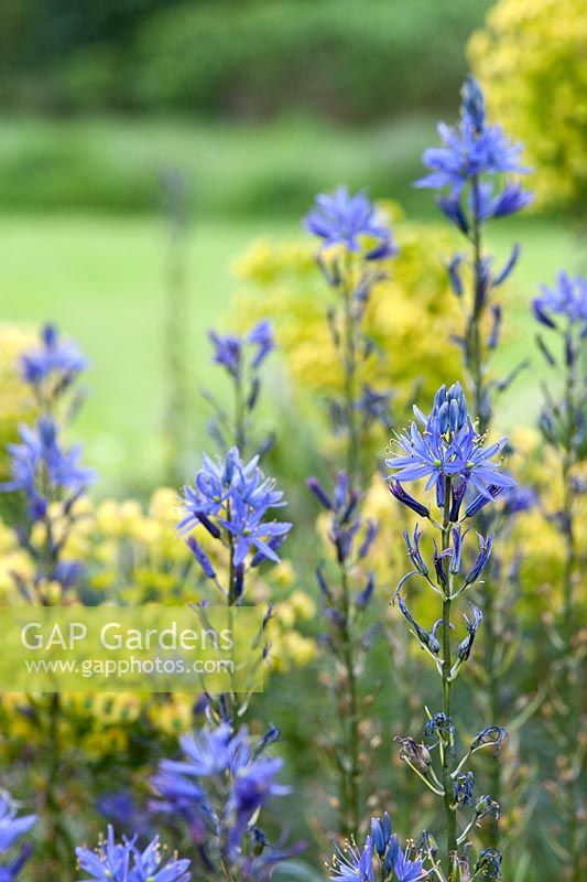 Camassia sp and Euphorbia sp