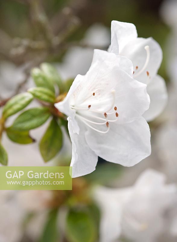 Rhododendron cv (Azalea cv) white flowered