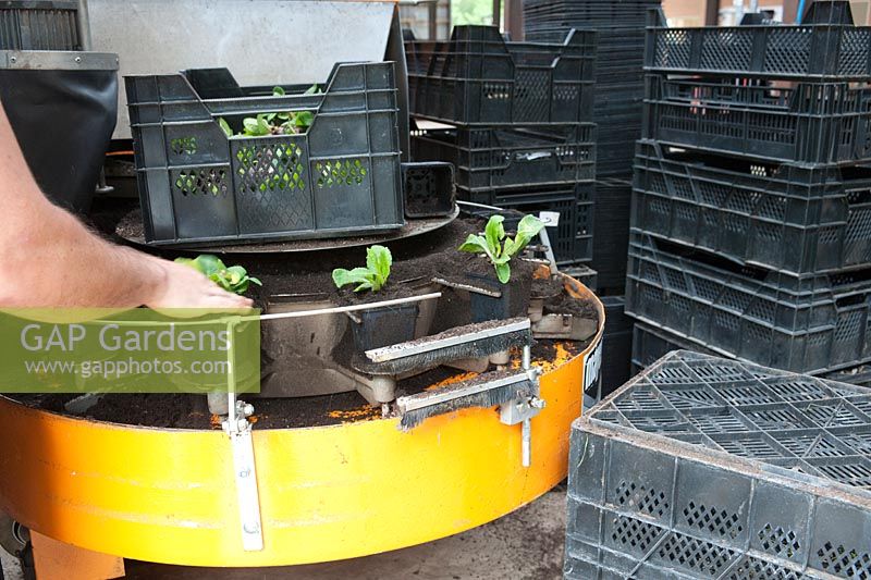 Machine for potting plants in a horticultural nursery