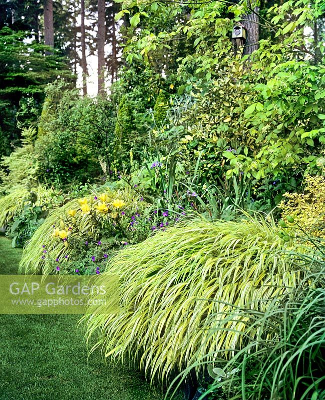 Hakenochloa macra Aureola in Gold border at Heronswood Nursery Kingston WA USA