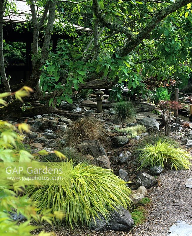 Hakenochloa macra Aureola in Japanese style garden Yellow leaved grass with arching foliage