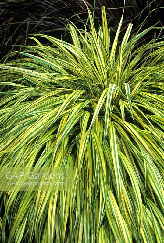 Hakenochloa macra Aureola Yellow leaved grass with arching foliage