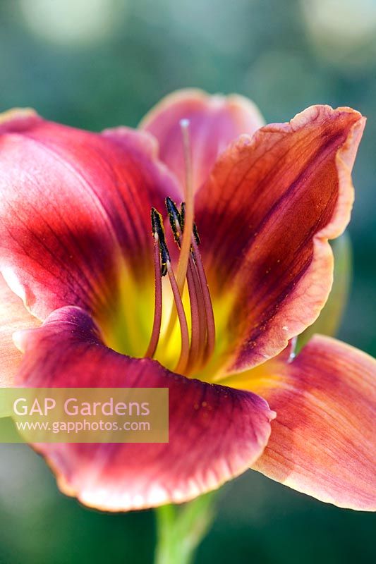 Hemerocallis 'Avant Garde' Day Lily