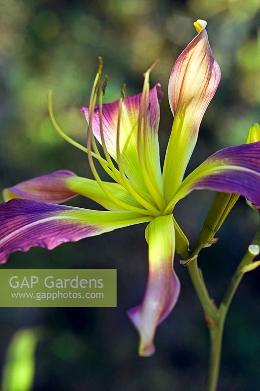 Hemerocallis 'Cerulean Star' Day Lily